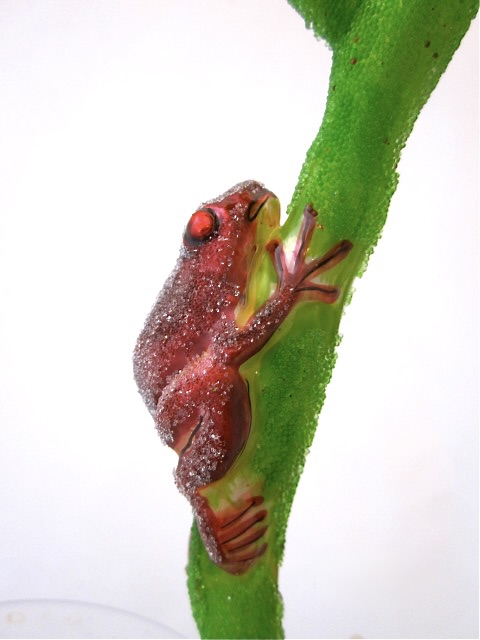 Reptielen : mini kikker op plant - detail