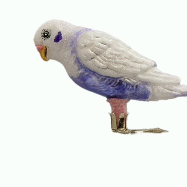 agapornis purple/white