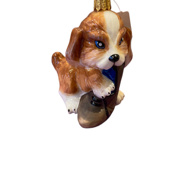 dog with shoe