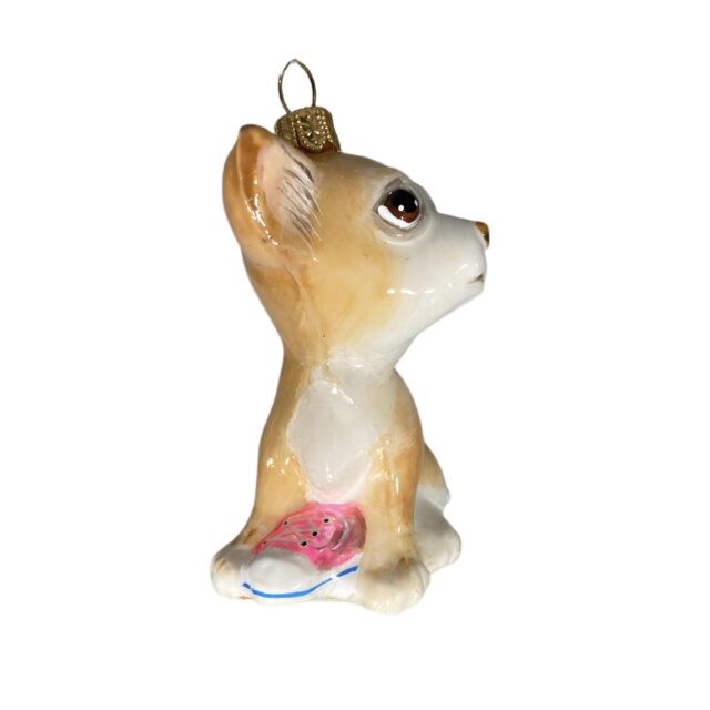 chihuahua puppy