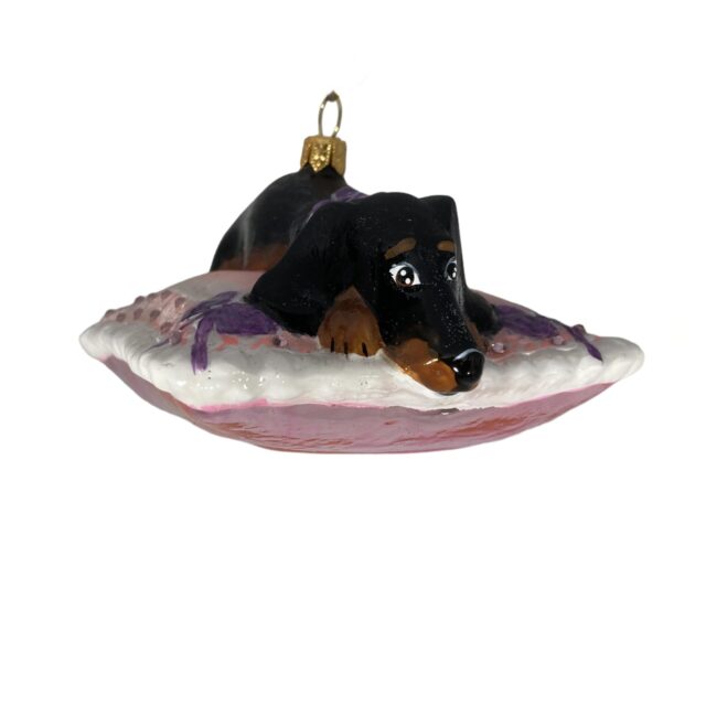Daschhund on a pillow