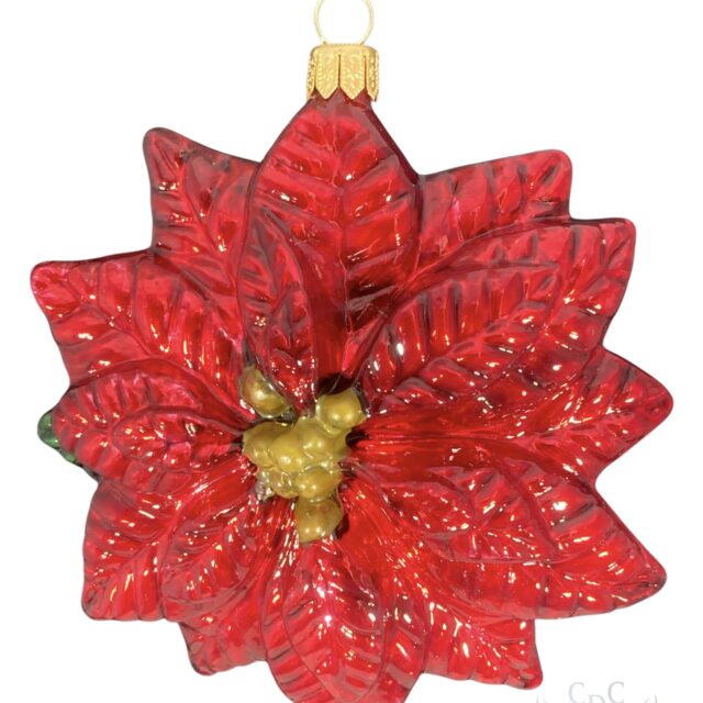 the most wanted christmas flower : the red pionsetta !! wenn they start showing up in shops your know it is that special time of the year !!!